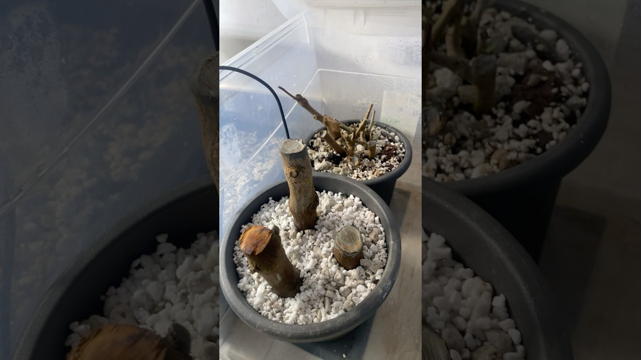 How I Turned Simple Cuttings into a Bonsai Tree