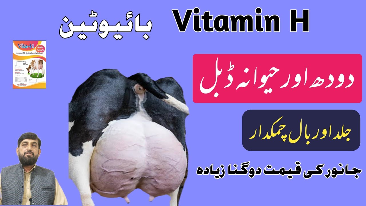 Vitamin H - Increase Udder حیوانہ Size And Milk In 20 Days In Cow Buffalo Guaranteed | Biotin