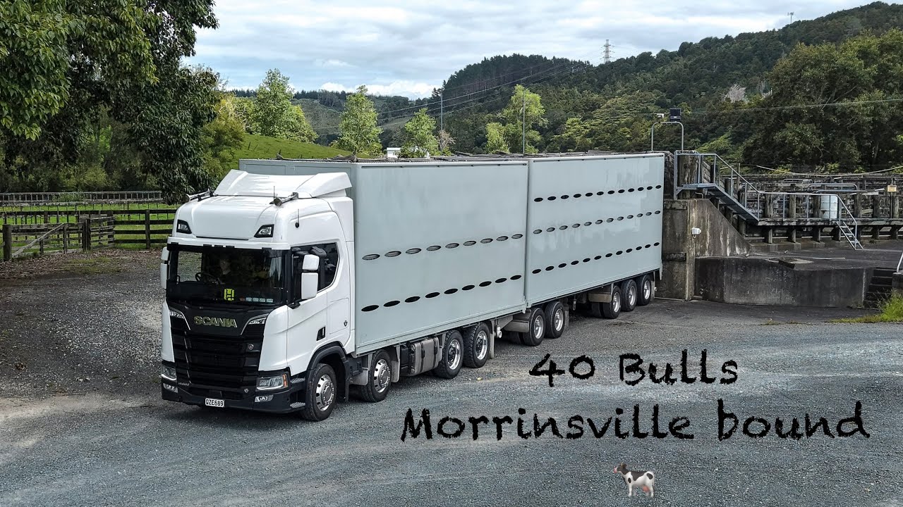 New Zealand Livestock Trucker POV ~ An Early Start Followed By A Trip South 🔨⬇️ 