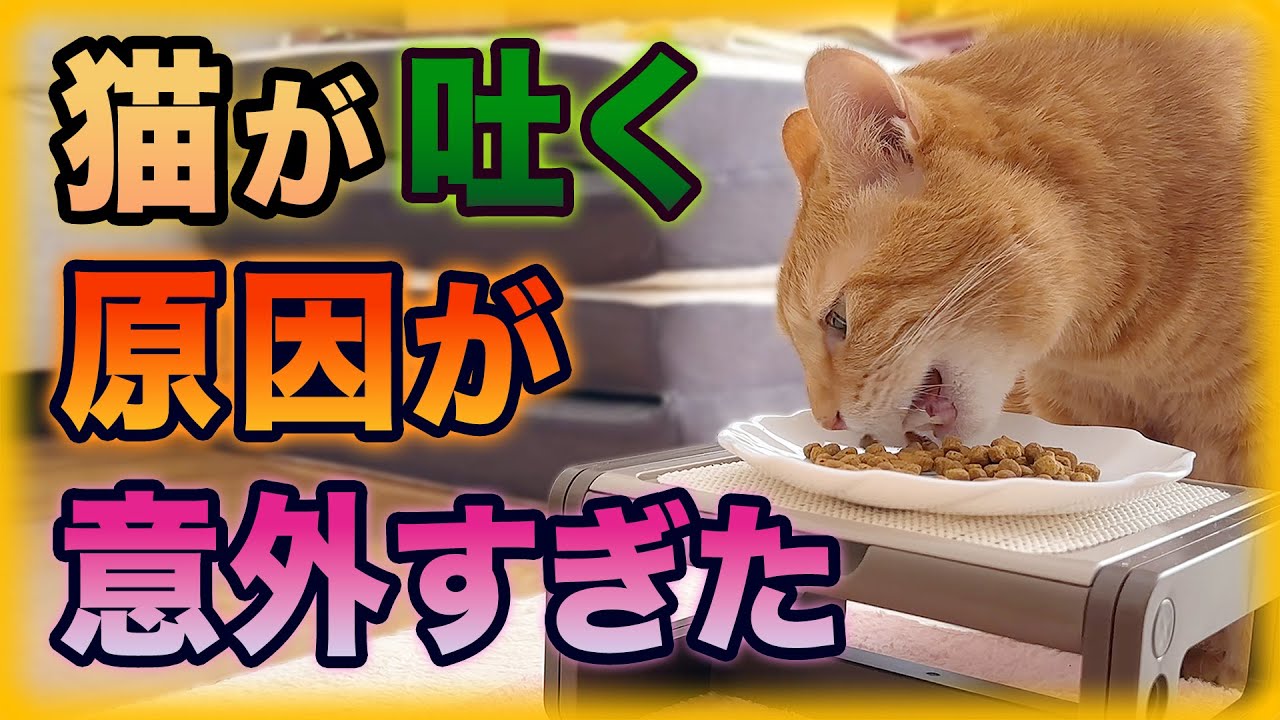 猫が吐く原因を突き止めて対策しました！