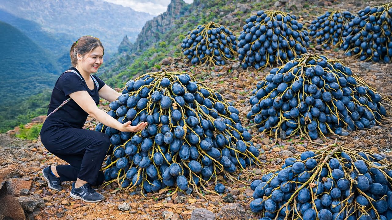 Harvesting Rare Giant Palm Fruits , Cooking With Rock Sugar | Peaceful Village Harvest