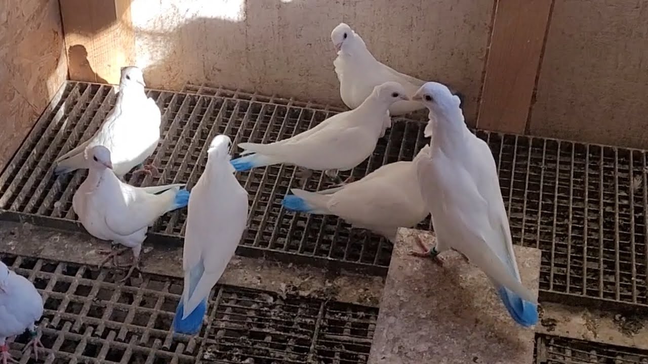🕊🕊🕊مطيار ارافل وتخريج أفراخ 🕊🕊🕊