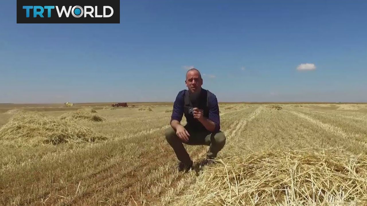 The War in Syria: Crops harvested on land once held by Daesh