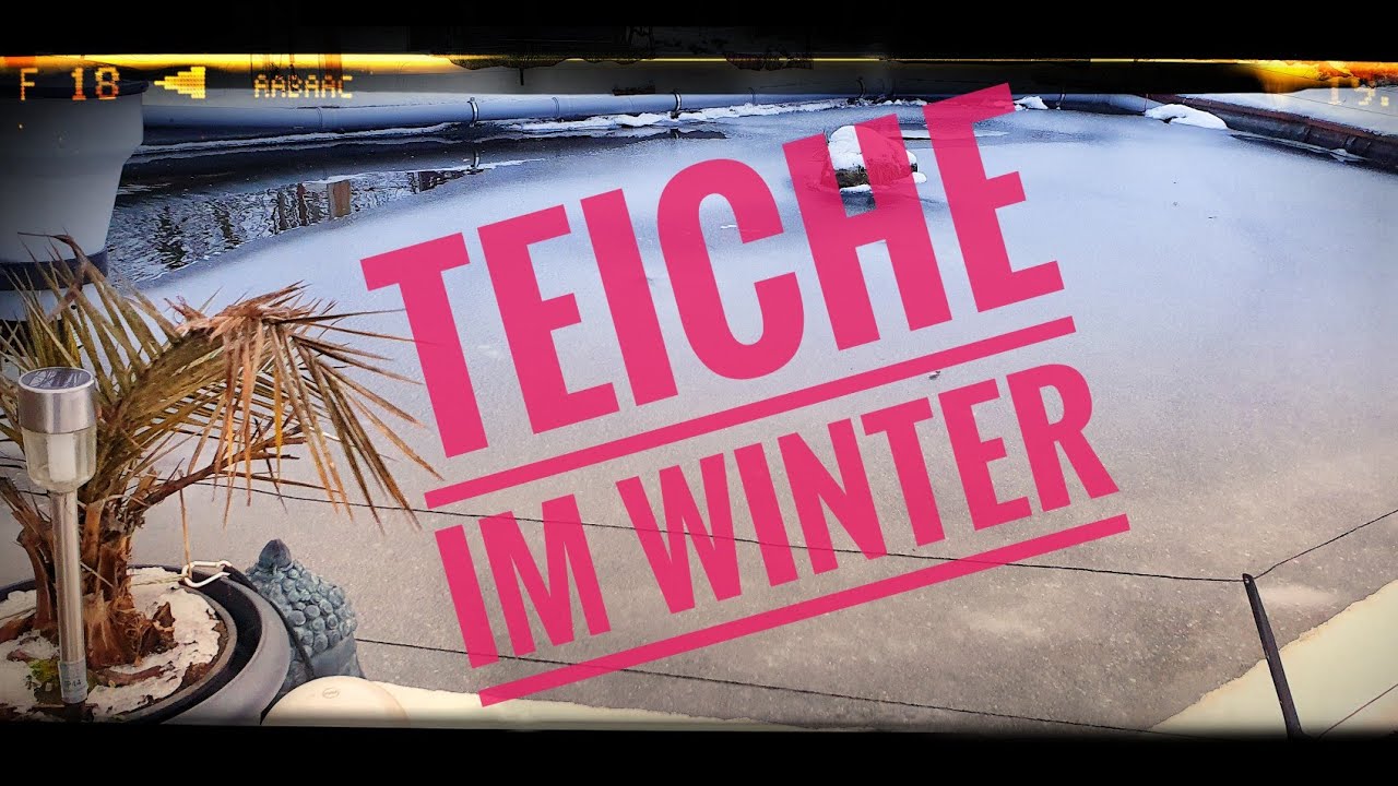 Koiteich im Winter || abgedeckt und nicht abgedeckt || anderen Teich besucht