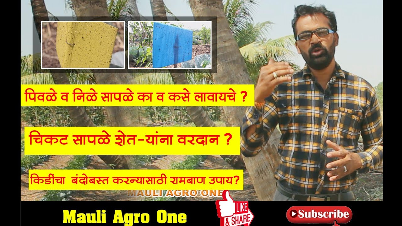 पिवळे व निळे सापळे का व कसे लावायचे? चिकट सापळे शेतकरयांना वरदान?किडीचा बंदोबस्तासाठी रामबाण उपाय?