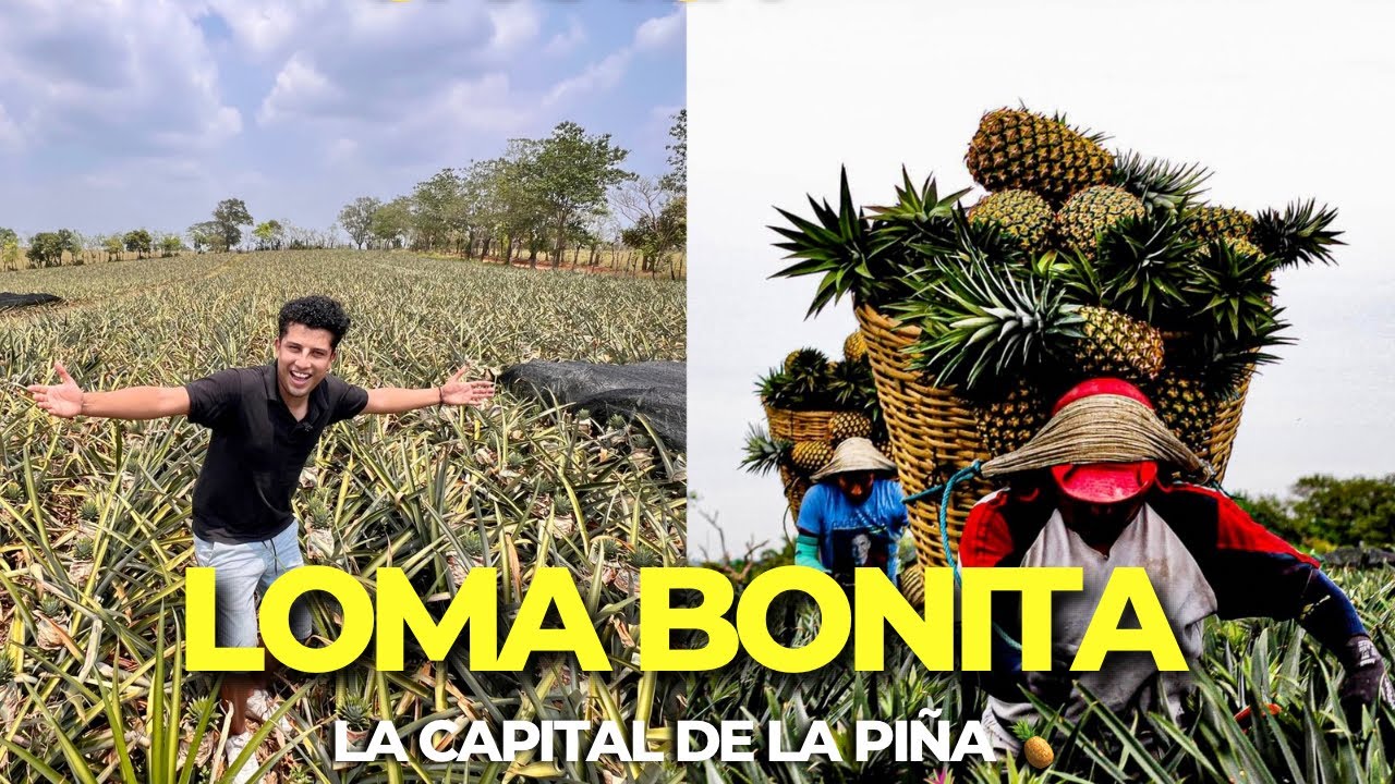 LOMA BONITA , OAXACA 🍍 La CAPITAL de la PIÑA | Así es el SOTAVENTO