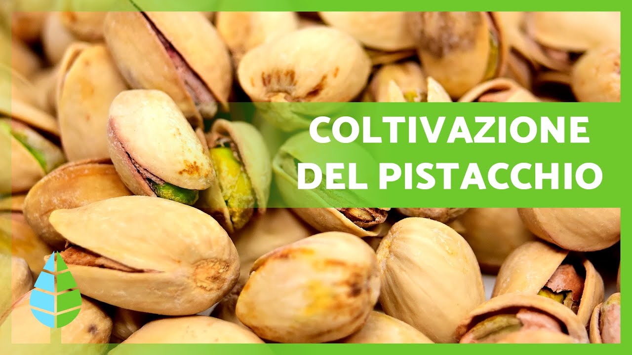 Come COLTIVARE PISTACCHI 🌱 (Semina, COLTIVAZIONE e Raccolta)