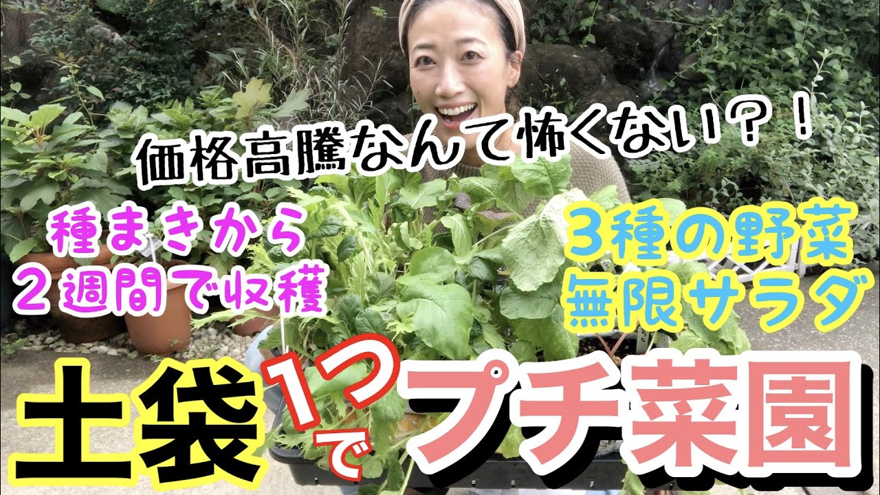 【高いなら作っちゃおう】採れすぎ注意❗️土袋でプチ菜園😊 / 2週間で収穫スタート、ベビーリーフ・ラディッシュ・小かぶ🥬 How to grow vegetables in a bag【家庭菜園】