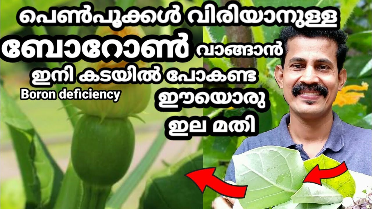 Boron deficiency plants home remedy പെൺപൂക്കൾ വിരിയാനുള്ള ബോറോൺ ഉണ്ടാക്കാൻ ഈയൊരു ഇലമതി BtechMIXMEDIA