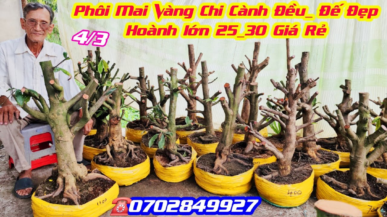 #ChúNgân_0702849927, BG 4/3, Phôi Mai Vàng Hoành Từ 25_30, Đế Đẹp, Giá Rẻ/ CS Cần Thơ