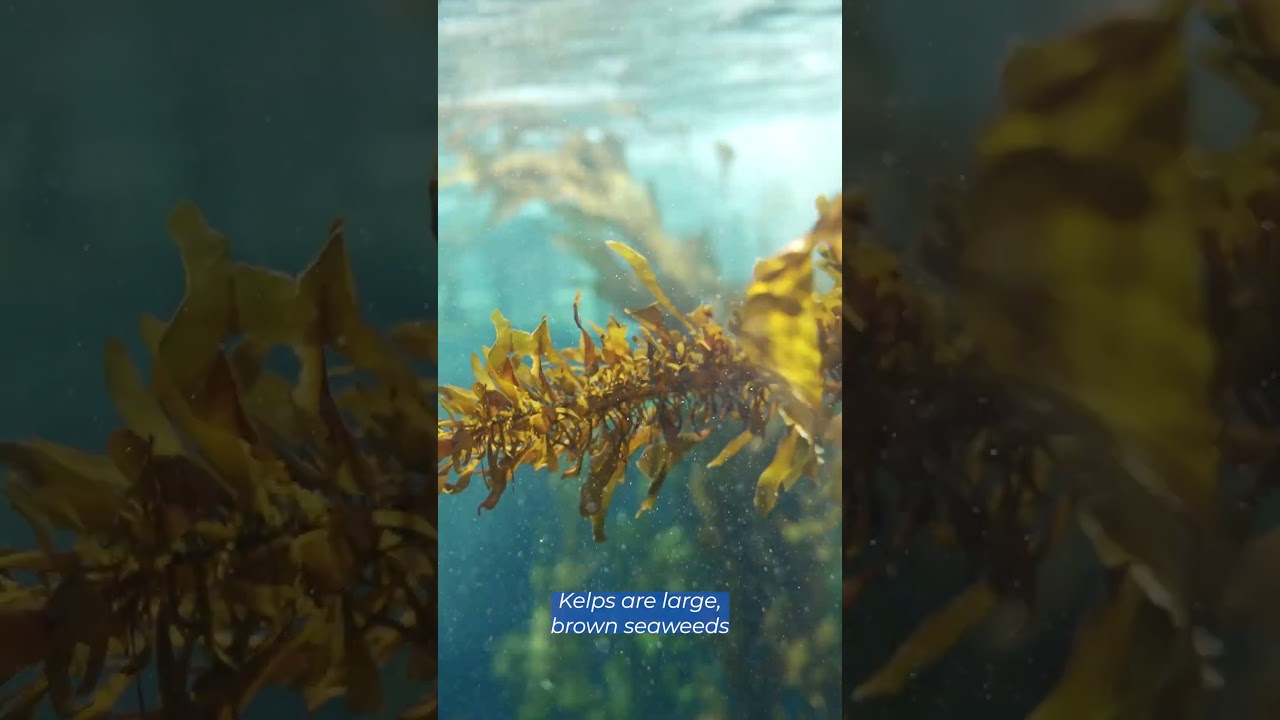 What is Kelp?
