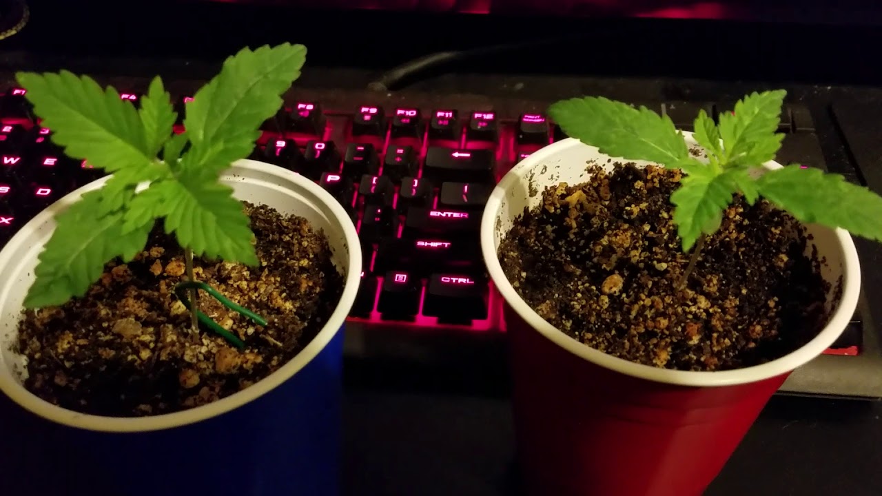 We grow again! 00 seeds northern lights
