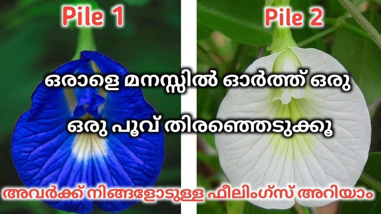 Current Feelings Of Your Person!Tarot Reading Malayalam💕🌈💕
