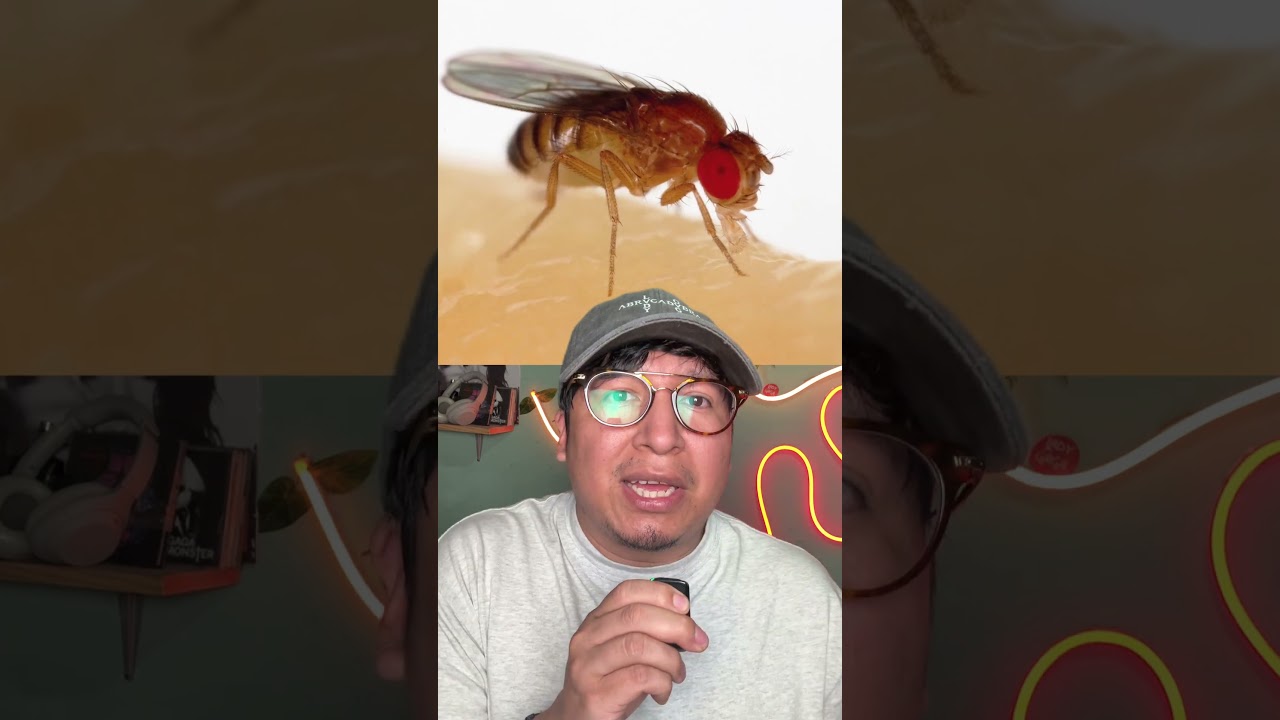 Le copiaron el cerebro a una mosca