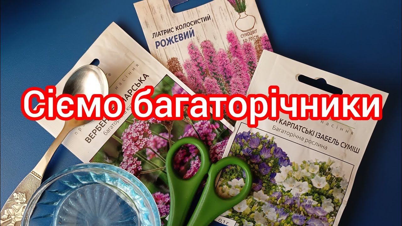 Вирощуємо багаторічники з насіння 🥰#квітиукраїни #квіти #насіння 