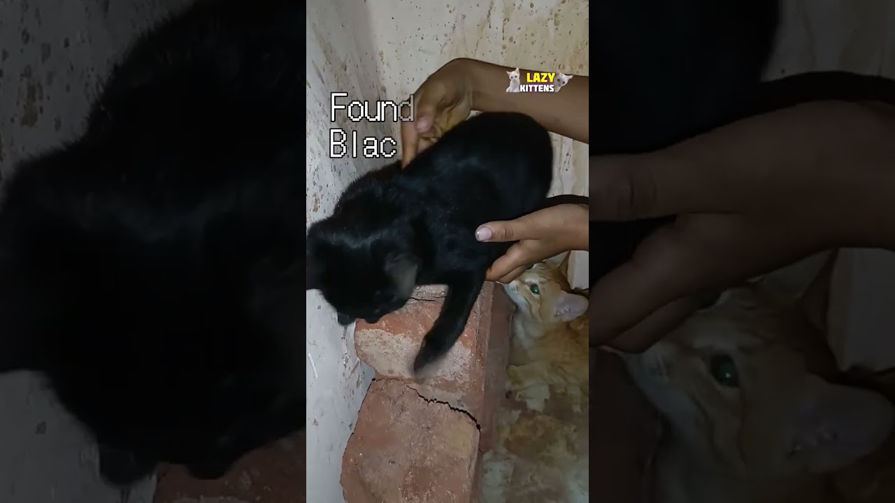 Found A Pitch Black Kitten 