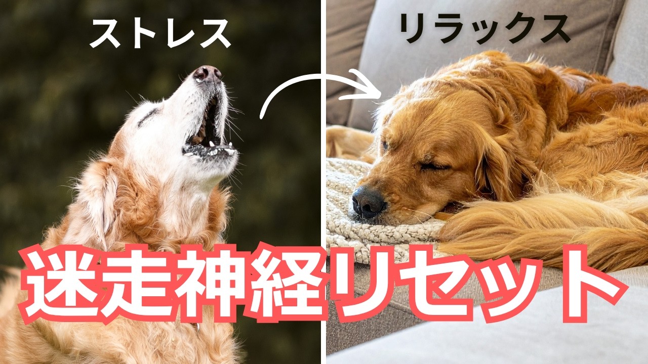 【老犬の不安・ストレス緩和】迷走神経リセットのやり方