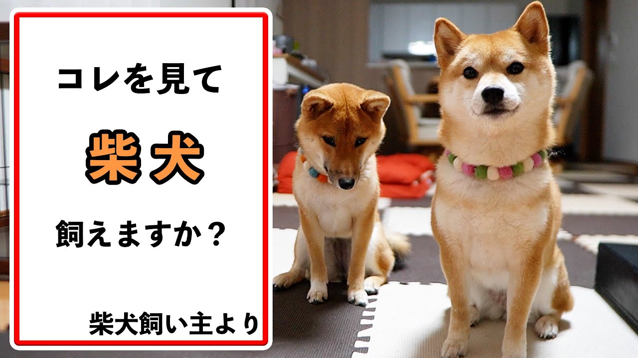 柴犬飼育を決断する前に一度見て。「一つでも無理なら柴犬飼育を諦めてください」【覚悟】