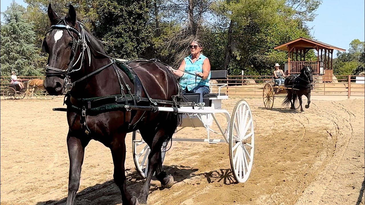 Horsey Haven Haflingers help Percherons Lex & Bella Practice for the Draft Horse Classic! 