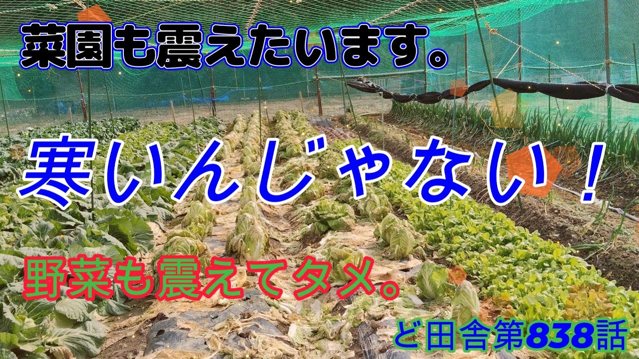 寒いんじゃない！久しぶりのど田舎の耕作放棄地菜園へ。。野菜も震えあがっている。260125久しぶり第838話