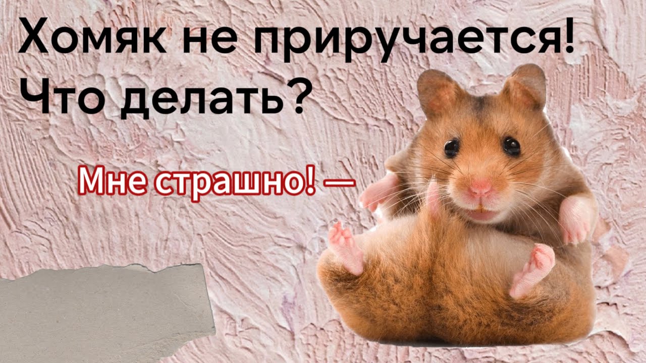 КАК ПРИРУЧИТЬ ХОМЯКА К РУКАМ, ЕСЛИ ОН БОИТСЯ?