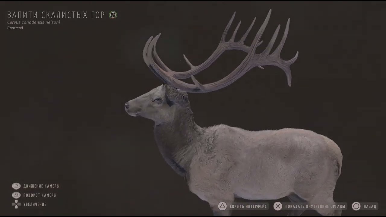Way of the Hunter_Вапити скалистых гор 5*🦌