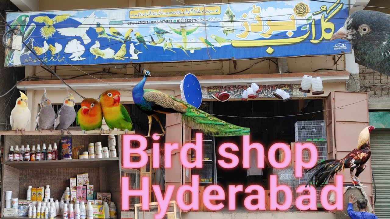 hyderabad ka sab sa bara bird shop