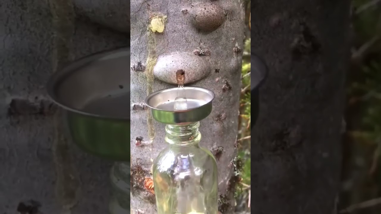#Balsam