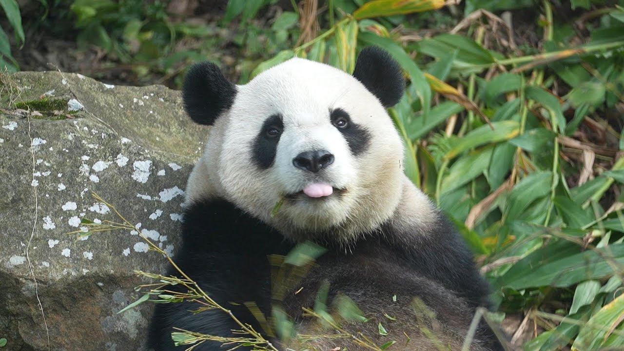 圓寶童星忙碌的一天：吃播、走秀、拍沙龍照 、吃飽睡睡飽抓癢 Taipei Zoo Giant Panda Yuanbao
