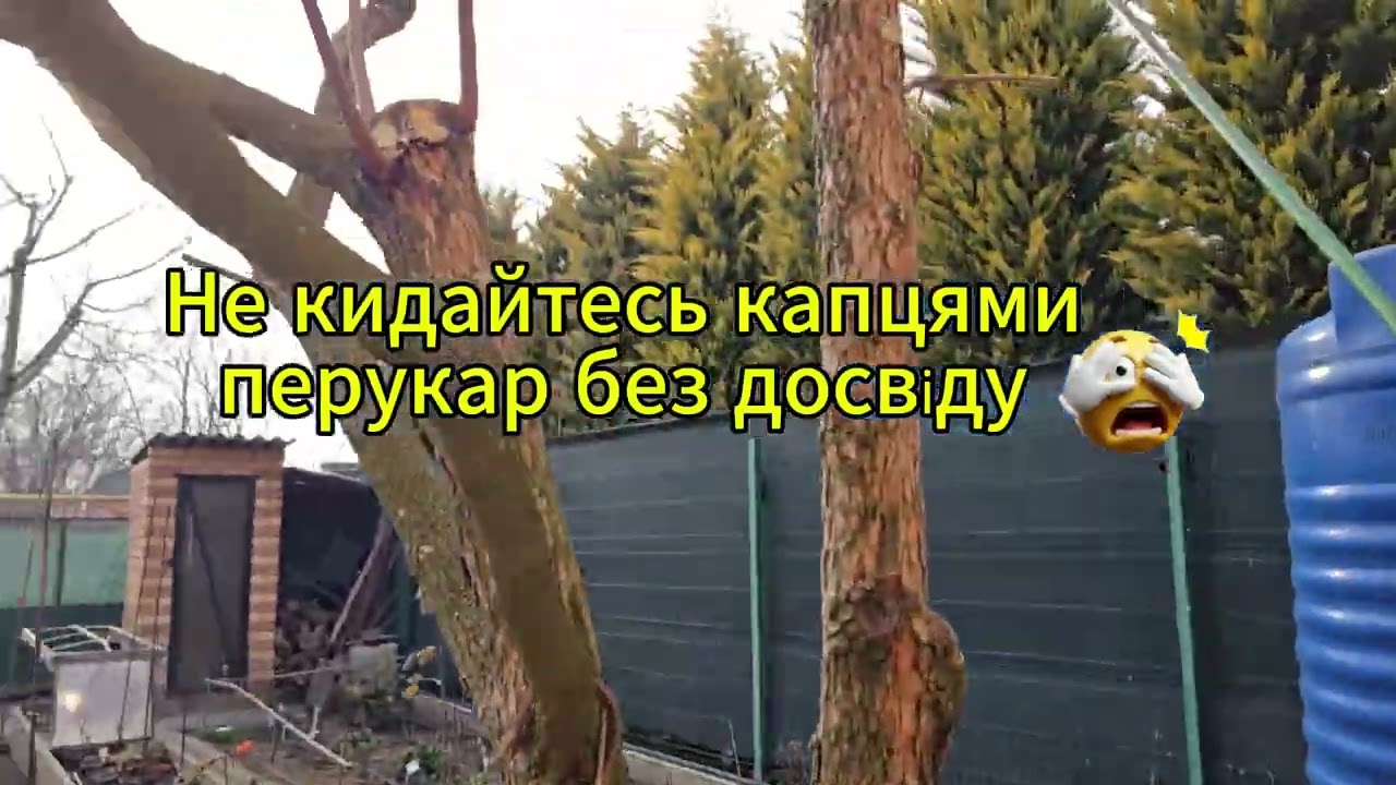 Обрізала хурму,🫣 омолодила дерево.🤔
