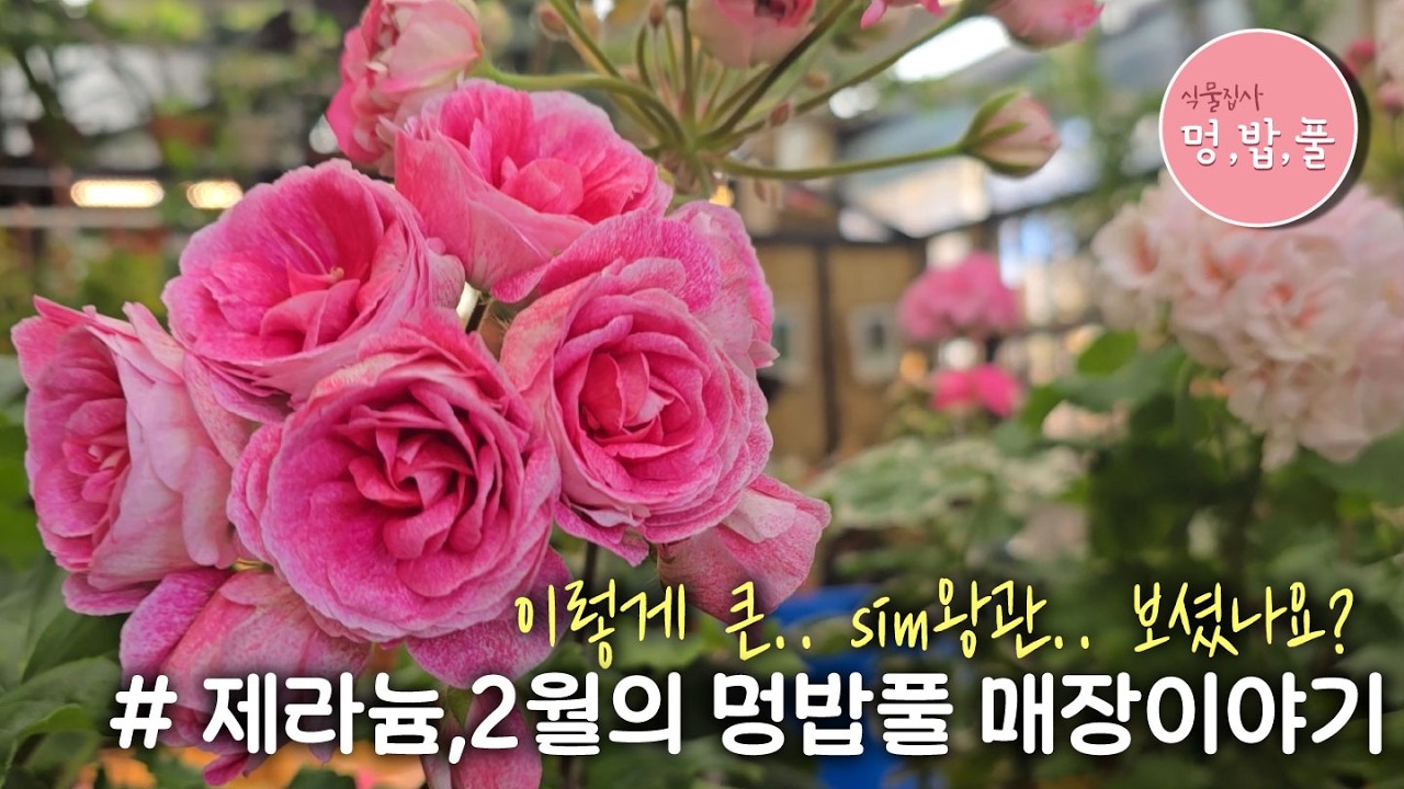 제라늄,멍밥풀매장제라늄(2월)#분업 #멍밥풀매장재오픈 #geranium #pelargonium #멍밥풀제라늄