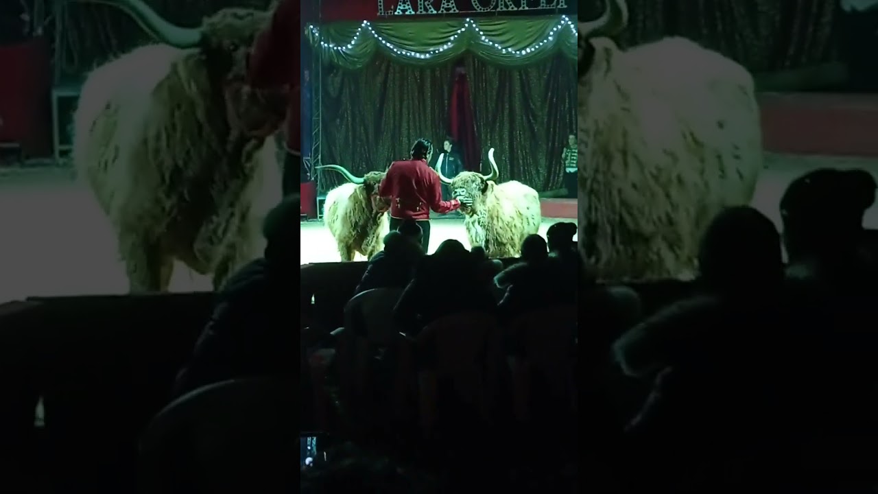 Circo Lara Orfei: dromedari, highlander scozzesi e pony