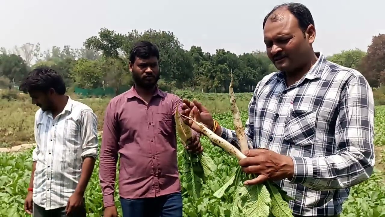 Welcome crop science WS 367 radish farming👨‍🌾 in manikpur prayagraj