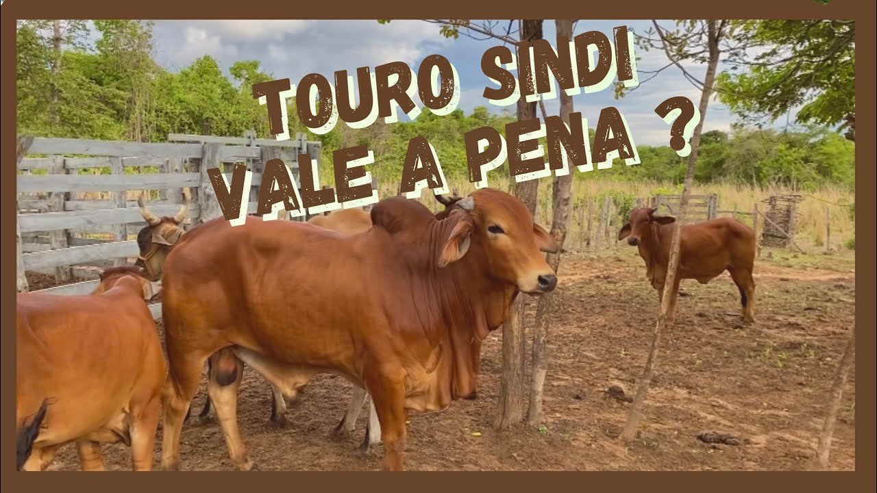 &ldquo;Touro Sindi: Vale a Pena Investir? Descubra os Benef&iacute;cios dessa Ra&ccedil;a R&uacute;stica!&rdquo;