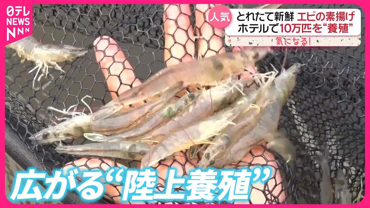 【異業種も参入…】ホテルでエビ、浄水場でサーモン  広がる“陸上養殖”『気になる！』