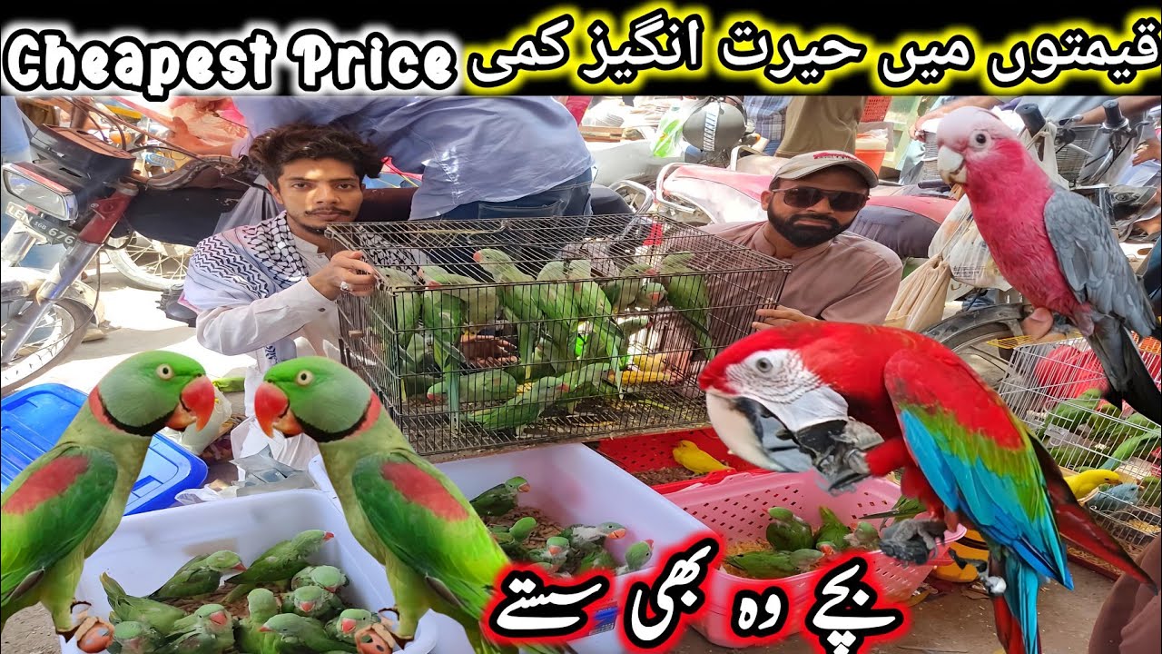 Lalukhet Exotic Birds Market 11 may 2025 Cheapest Price Parrot Market in Karachi Pakistan @SYEDBIRDS
