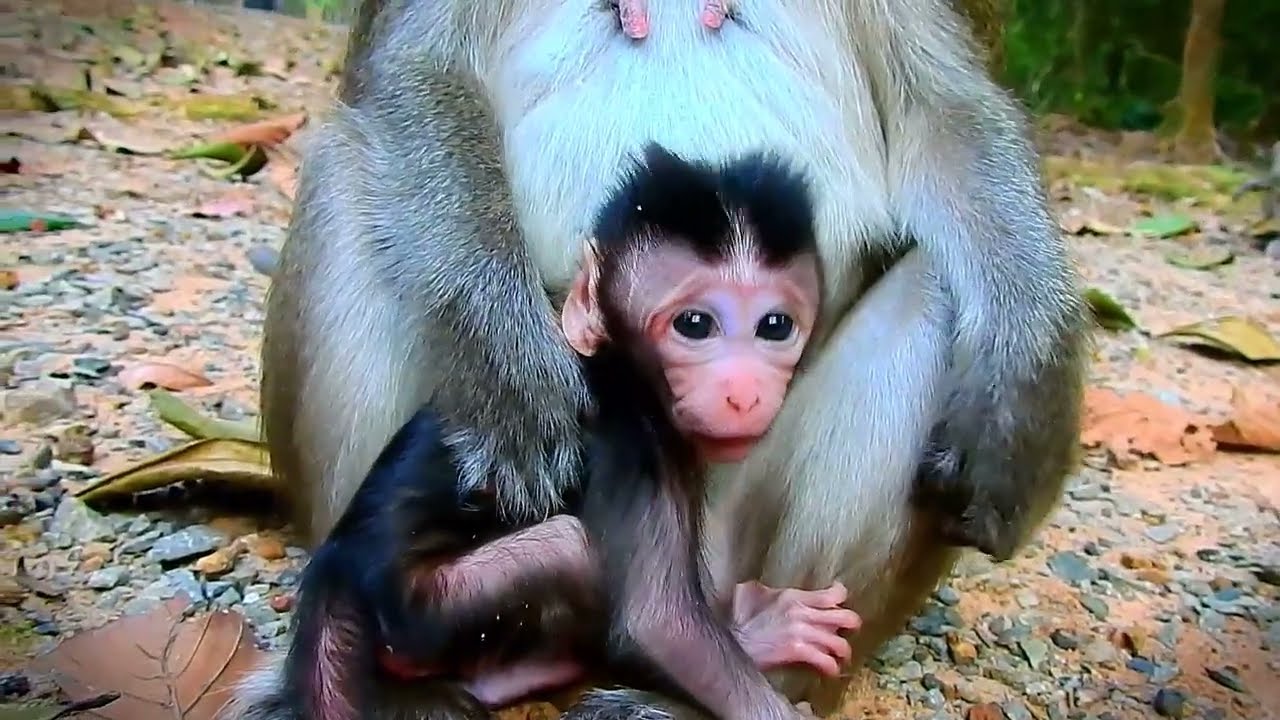 Monkey Anna Just gave A Birth : Titus Troop Got A New Member Jan 19.2026