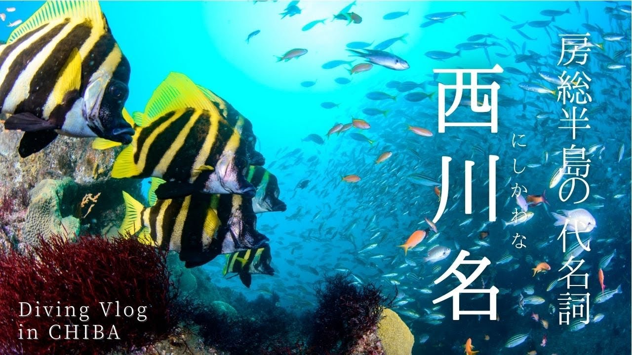 魚影ポイントの王道！房総半島西川名【Diving Vlog】