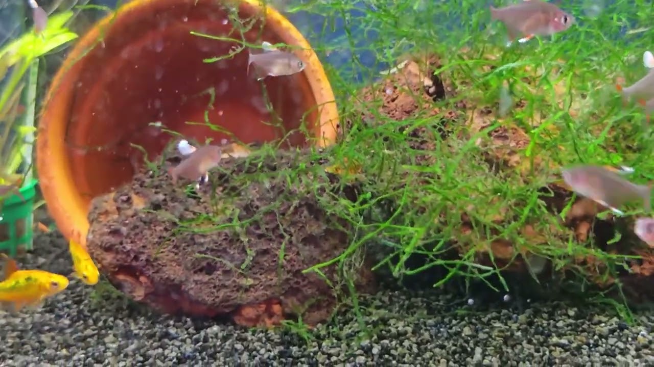 Nytt i butiken! 2026 V.5 Gott om nyheter 🐟🌿🐠