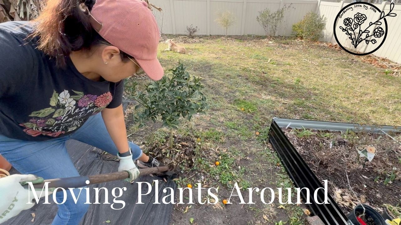 Transplanting my Kumquat Citrus Tree and Trimming my Pomegranate #floridagardening #zone9bgardening