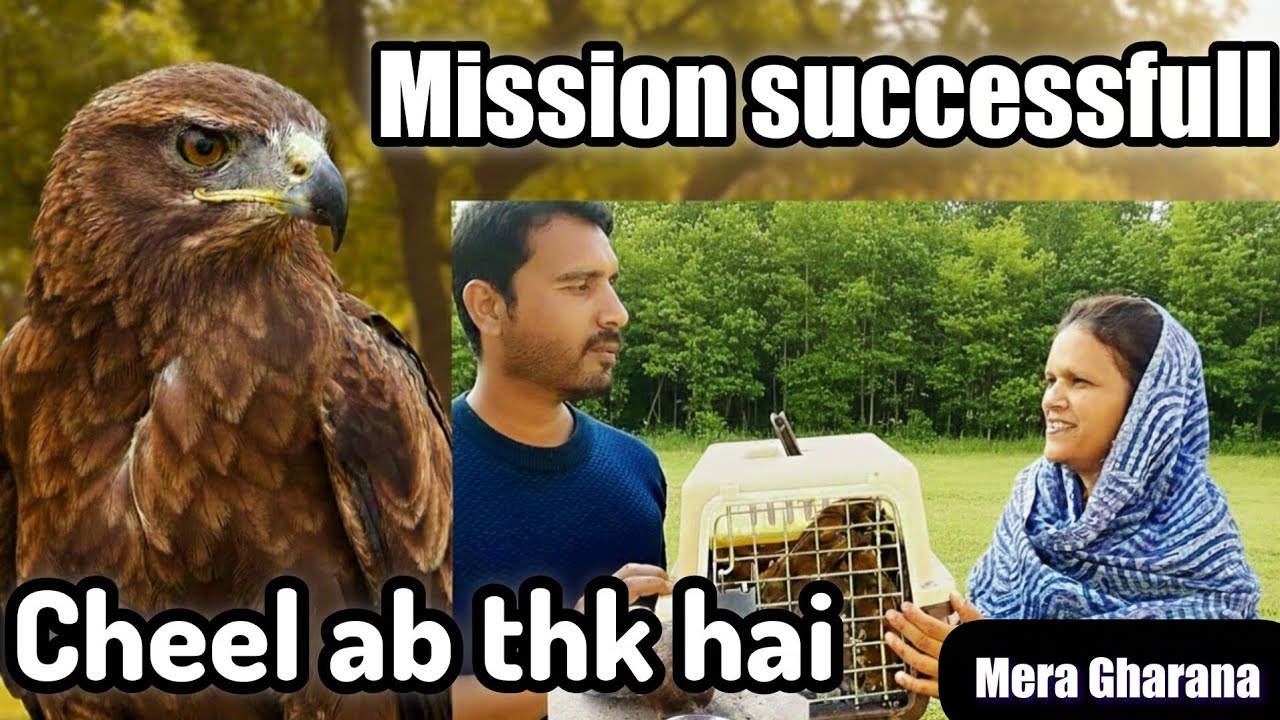 Mission successfull👍🥰 cheel ab thk hai/Mera Gharana 