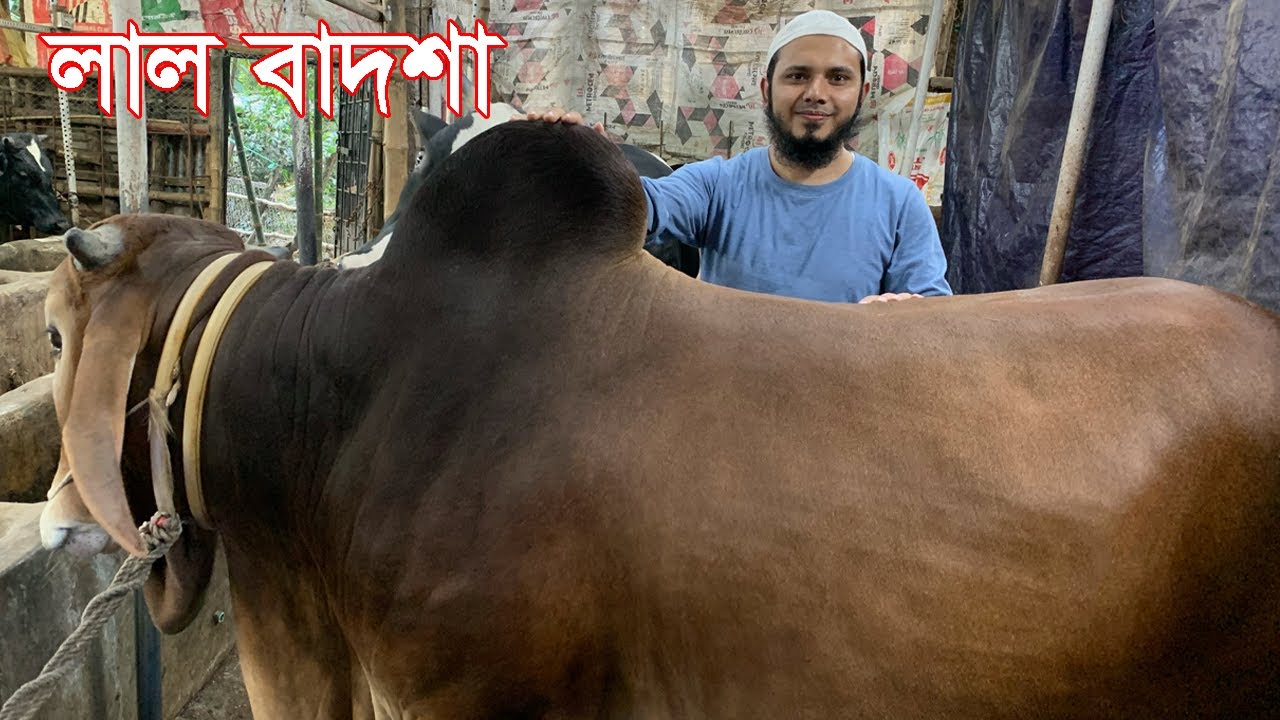 Lal Badshah || Khamar Bari Agro || Cow Farm in Bangladesh
