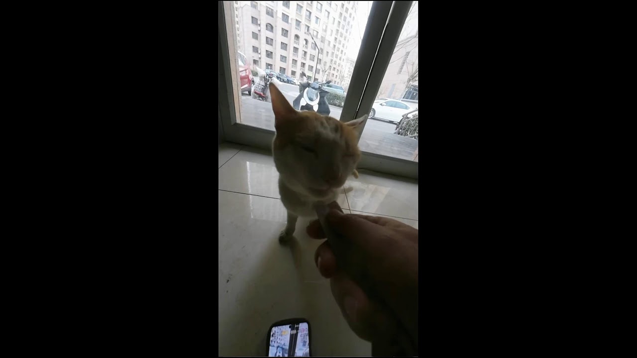 🐱 LIVE: Cat POV Adventure | #shorts #CatPOV #RealTime