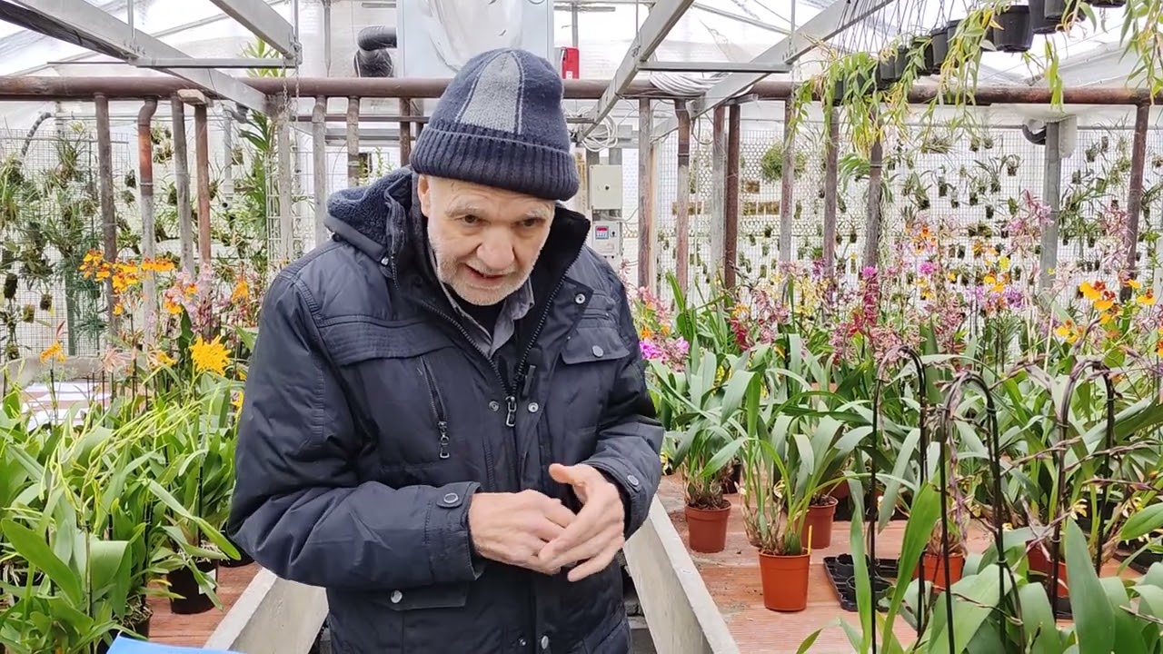 Corso orchidee video 3 di tanti, quali sono le orchidee più facili e difficili e perchè - terrorismo