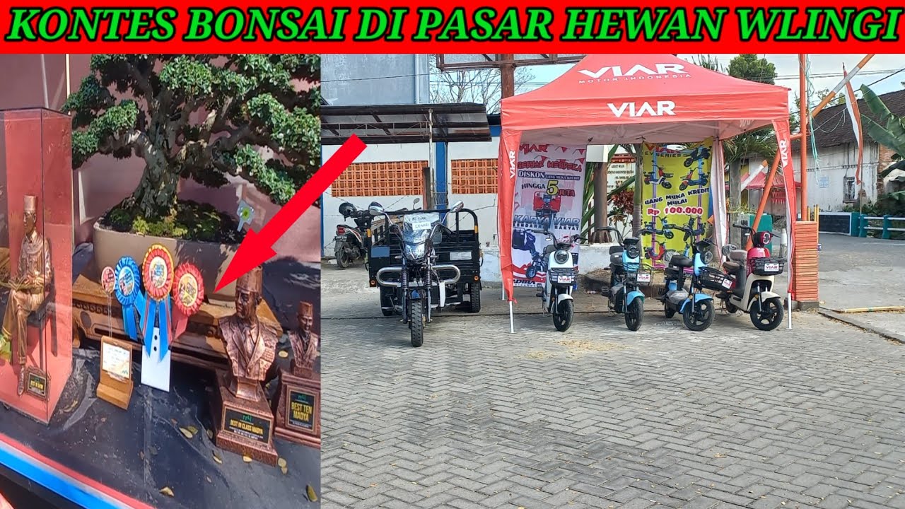Kontes Bonsai di Pasar Hewan Wlingi Kabupaten Blitar Jawatimur