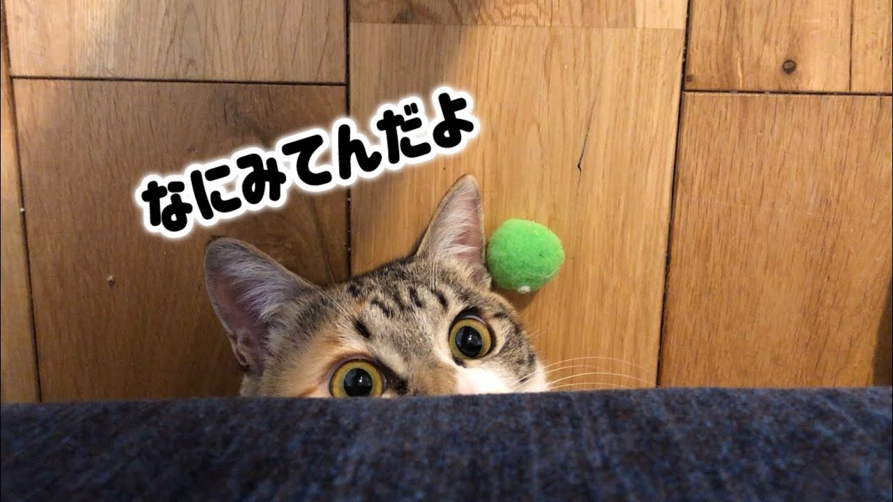ボール遊び中に目が合ったらこうなりました…