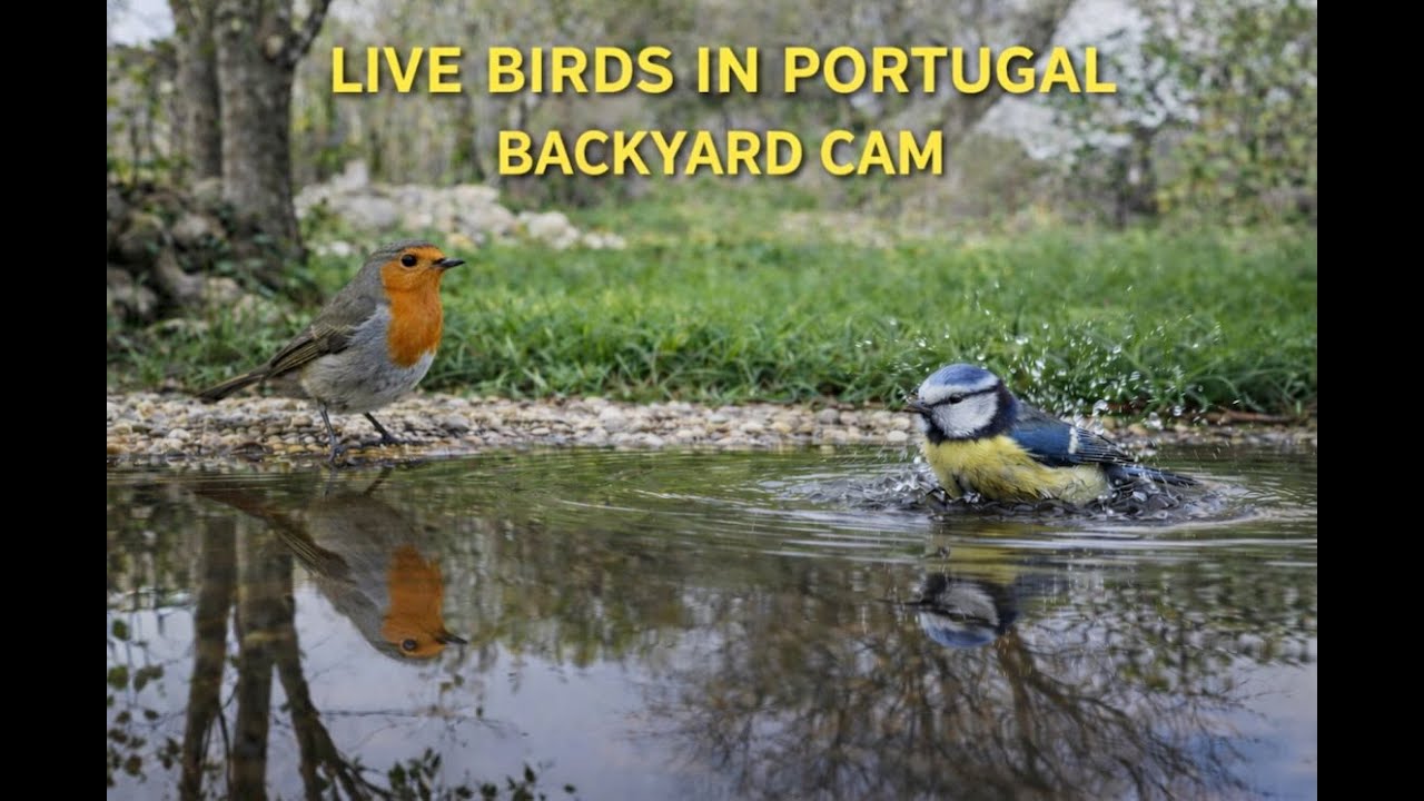 11.03.2026 07:30 🟥 LiveStream – Bird Activity at a Peaceful Backyard Pond
