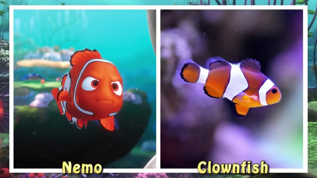 Disney Finding Nemo Characters in Real Life - Disney Finding Nemo