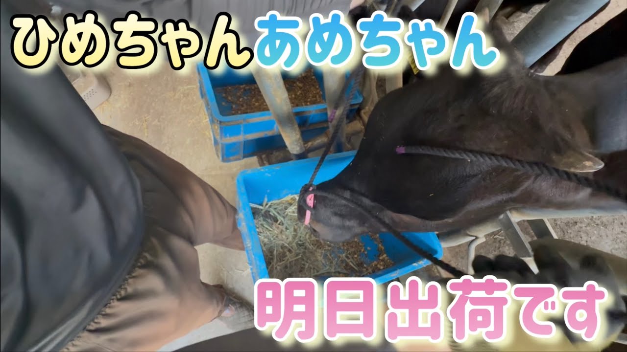 あめちゃんひめちゃん最後の日