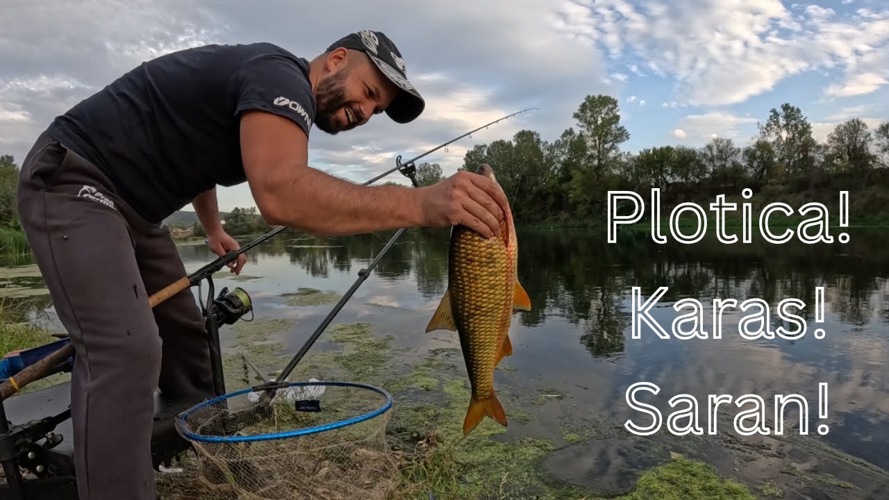 FEEDER PECANjE: RIBA ZA RIBOM &ndash;  PLOTICE, KARA&Scaron;I i &Scaron;ARAN!